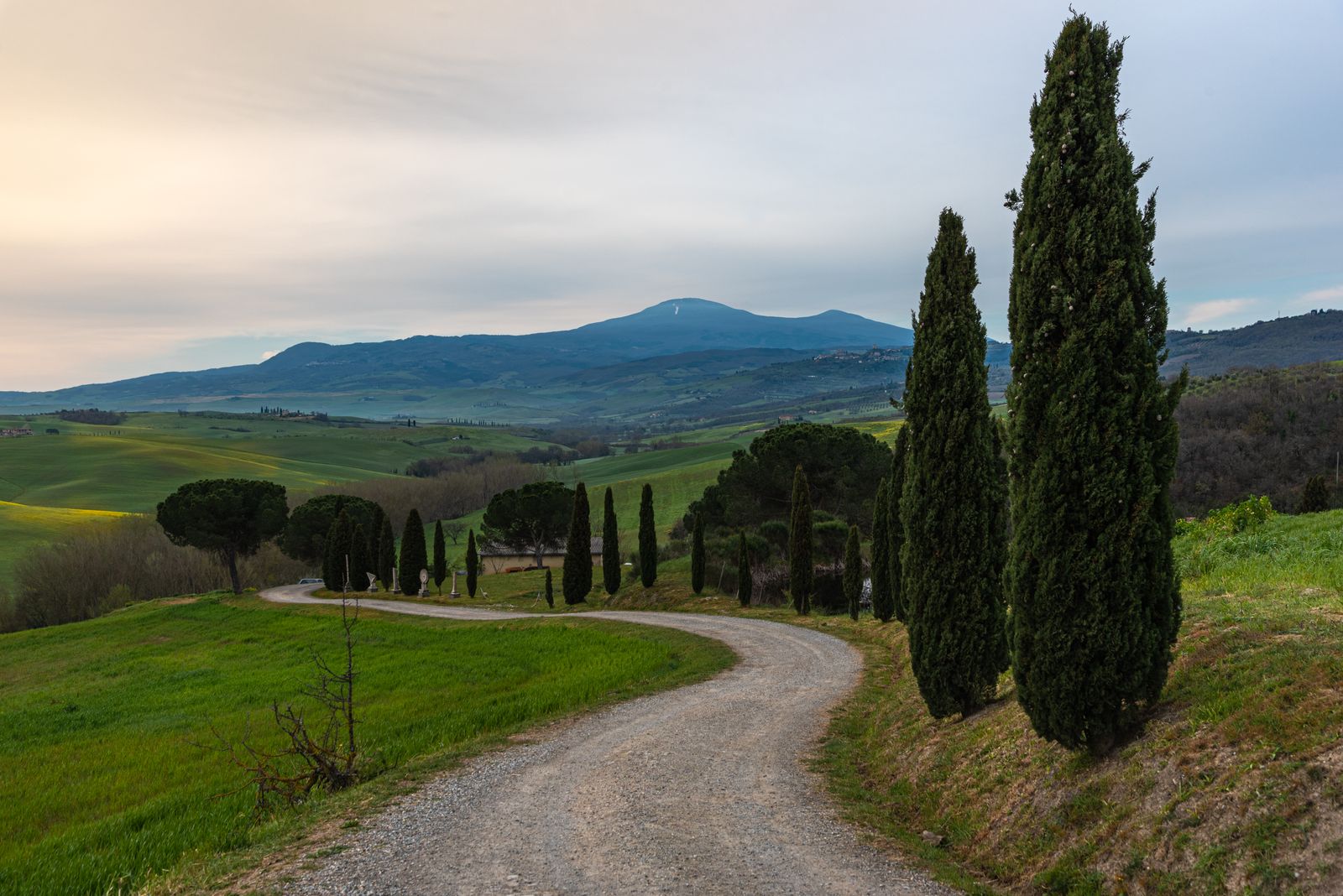 Car on a cypress-lined road in the Val d'Orcia, Tuscany